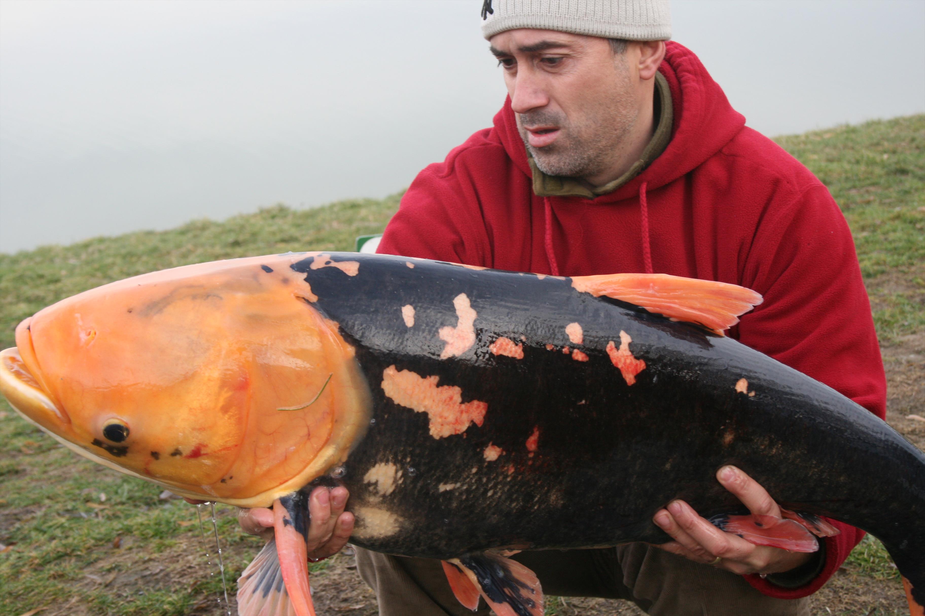 Un Extraterestru pe Floarea Popestiului 